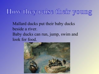 Mallard ducks put their baby ducks
beside a river.
Baby ducks can run, jump, swim and
look for food.
