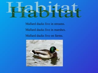 Mallard ducks live in streams.
Mallard ducks live in marshes.
Mallard ducks live on farms.