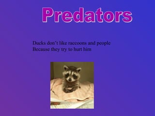 Ducks don’t like raccoons and people
Because they try to hurt him