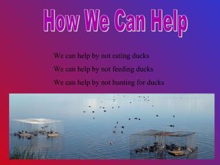 We can help by not eating ducks
We can help by not feeding ducks
We can help by not hunting for ducks