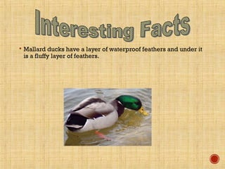  Mallard ducks have a layer of waterproof feathers and under it
is a fluffy layer of feathers.