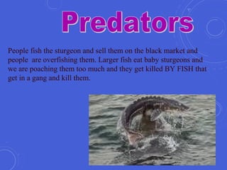 People fish the sturgeon and sell them on the black market and
people are overfishing them. Larger fish eat baby sturgeons and
we are poaching them too much and they get killed BY FISH that
get in a gang and kill them.
 