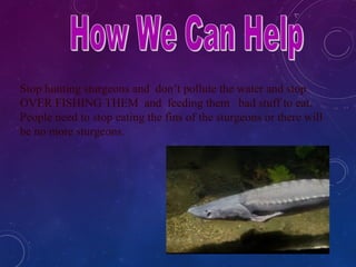 Stop hunting sturgeons and don’t pollute the water and stop
OVER FISHING THEM and feeding them bad stuff to eat.
People need to stop eating the fins of the sturgeons or there will
be no more sturgeons.
 