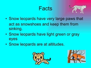 Facts Snow leopards have very large paws that act as snowshoes and keep them from sinking. Snow leopards have light green or gray eyes Snow leopards are at altitudes. 