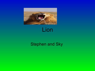 Lion Stephen and Sky 