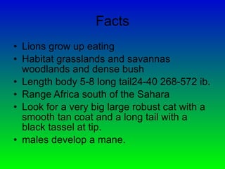Facts Lions grow up eating Habitat grasslands and savannas woodlands and dense bush Length body 5-8 long tail24-40 268-572 ib. Range Africa south of the Sahara Look for a very big large robust cat with a smooth tan coat and a long tail with a black tassel at tip.  males develop a mane. 