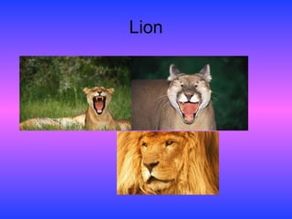 Lion 