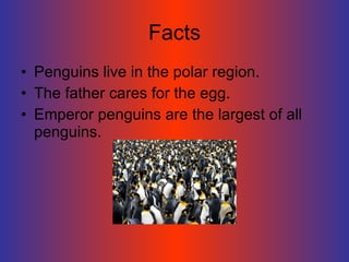 Facts Penguins live in the polar region. The father cares for the egg. Emperor penguins are the largest of all penguins. 