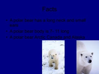 Facts A polar bear has a long neck and small ears A polar bear body is 7- 11 long A polar bear Arctic Canada and Alaska 