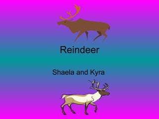 Reindeer Shaela and Kyra  