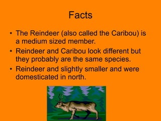 Facts The Reindeer (also called the Caribou) is a medium sized member. Reindeer and Caribou look different but they probably are the same species. Reindeer and slightly smaller and were domesticated in north. 