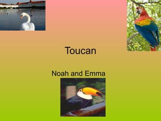 Toucan Noah and Emma  