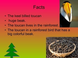 Facts The keel billed toucan  huge beak. The toucan lives in the rainforest. The toucan in a rainforest bird that has a big colorful beak.  