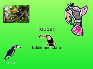 Toucan Eddie and Mara 