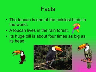 Facts The toucan is one of the noisiest birds in the world. A toucan lives in the rain forest. Its huge bill is about four times as big as its head. 