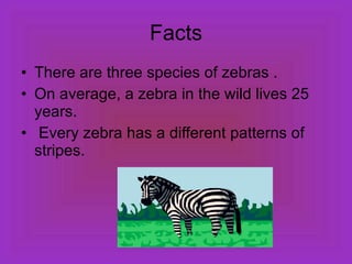 Facts There are three species of zebras . On average, a zebra in the wild lives 25 years. Every zebra has a different patterns of stripes. 
