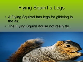 Flying Squirrl`s Legs A Flying Squirrel has legs for glideing in the air. The Flying Squirrl douse not really fly. 