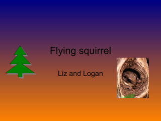 Flying squirrel Liz and Logan 