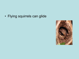 Flying squirrels can glide 