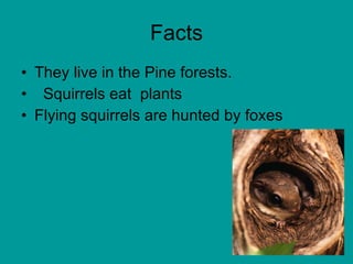 Facts They live in the Pine forests. Squirrels eat  plants Flying squirrels are hunted by foxes 