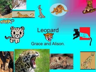 Leopard Grace and Alison. 