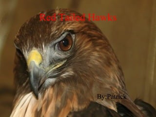 Red Tailed Hawks
By;Patrick
 
