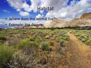 Habitat
• Where does the animal live?
• Example: the desert