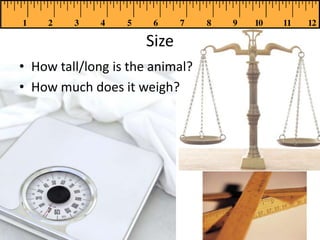 S
Size
• How tall/long is the animal?
• How much does it weigh?