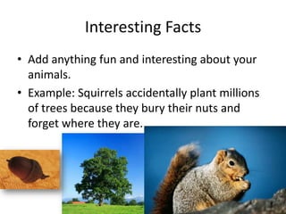 Interesting Facts
• Add anything fun and interesting about your
animals.
• Example: Squirrels accidentally plant millions
of trees because they bury their nuts and
forget where they are.