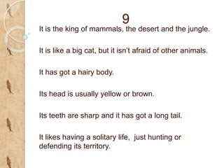 9
It is the king of mammals, the desert and the jungle.
It is like a big cat, but it isn’t afraid of other animals.
It has got a hairy body.
Its head is usually yellow or brown.
Its teeth are sharp and it has got a long tail.
It likes having a solitary life, just hunting or
defending its territory.
 