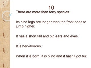 10
There are more than forty species.
Its hind legs are longer than the front ones to
jump higher.
It has a short tail and big ears and eyes.
It is herviborous.
When it is born, it is blind and it hasn’t got fur.
 