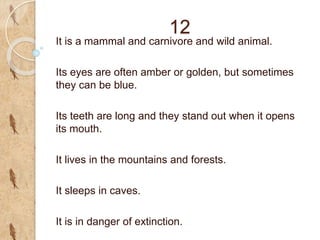 12
It is a mammal and carnivore and wild animal.
Its eyes are often amber or golden, but sometimes
they can be blue.
Its teeth are long and they stand out when it opens
its mouth.
It lives in the mountains and forests.
It sleeps in caves.
It is in danger of extinction.
 