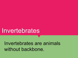 Animal Riddles Class 3 EVS old NCERT Book | PPT