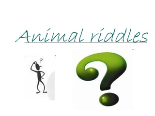 Animal riddles 