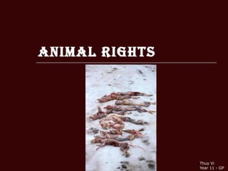 Animal Rights Thuy Vi Year 11 - GP 