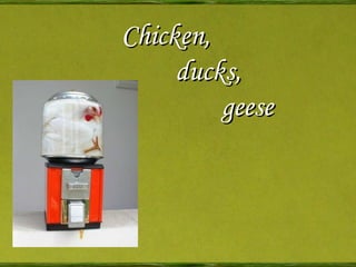 Chicken,    ducks,    geese 