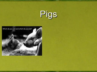 Pigs 