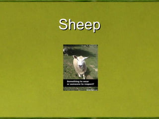 Sheep 