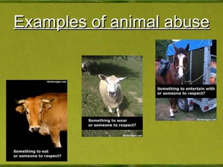 Examples of animal abuse 