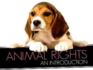 Animal rights | PPTX
