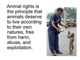 Animal rights | PPTX