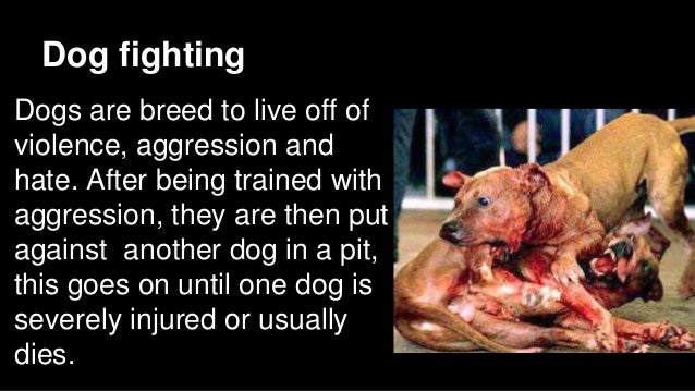 animal-rights-critical-thinking-16-638.jpg