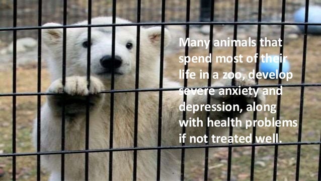 a discussion on the place of animals being in the wild not in the zoo or circuses Debate about ‘the place for animals is in the wild, not in zoos or circuses’ do you agree: wild or zoo distinct due to being eaten by hungry animals. a discussion on the place of animals being in the wild not in the zoo or circuses Debate about ‘the place for animals is in the wild, not in zoos or circuses’ do you agree: wild or zoo distinct due to being eaten by hungry animals.