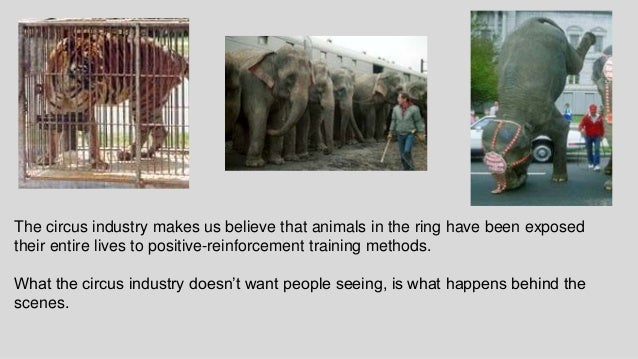 Animal rights social issue by karen