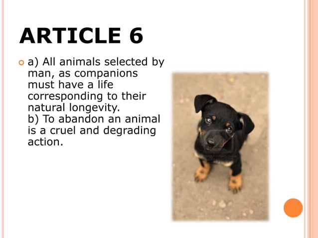 Animal rigths part 1 | PPT