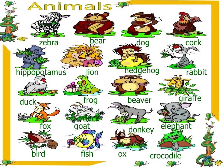 Animals