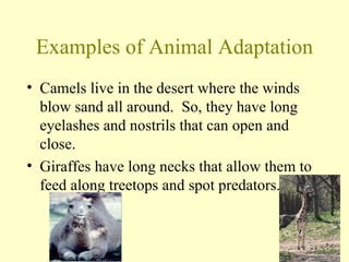 Animals | PPT