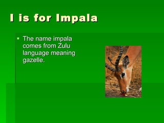 I is for Impala The name impala comes from Zulu language meaning gazelle. 