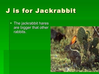 J is for Jackrabbit The jackrabbit hares are bigger that other rabbits. 