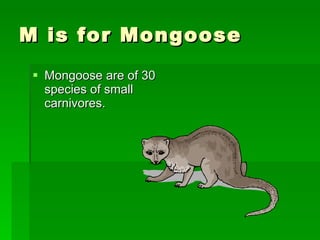 M is for Mongoose  Mongoose are of 30 species of small carnivores.  